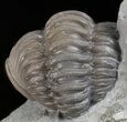 Wide, Enrolled Flexicalymene Trilobite - Ohio #61034-4